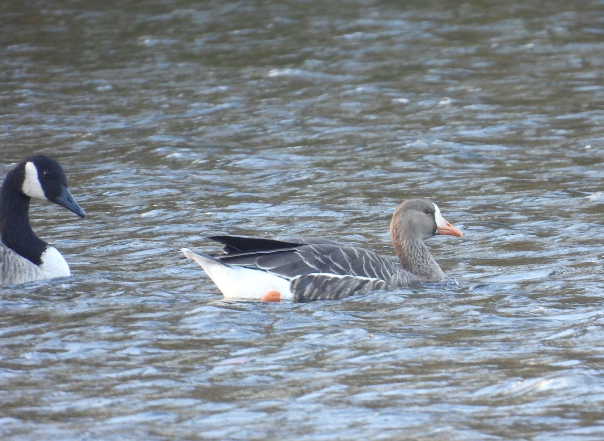 eBird Checklist - 8 Oct 2025 - Broad Brook Mill Pond - 10 species