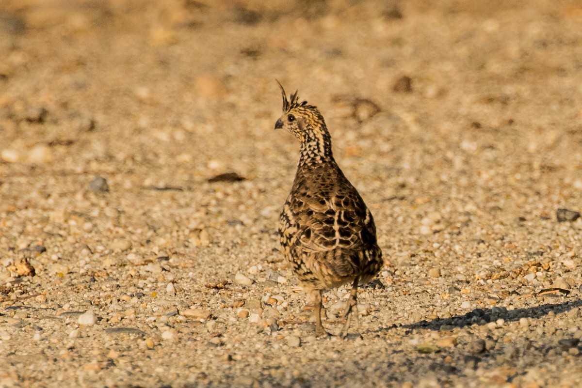 Crested Bobwhite - ML643159147