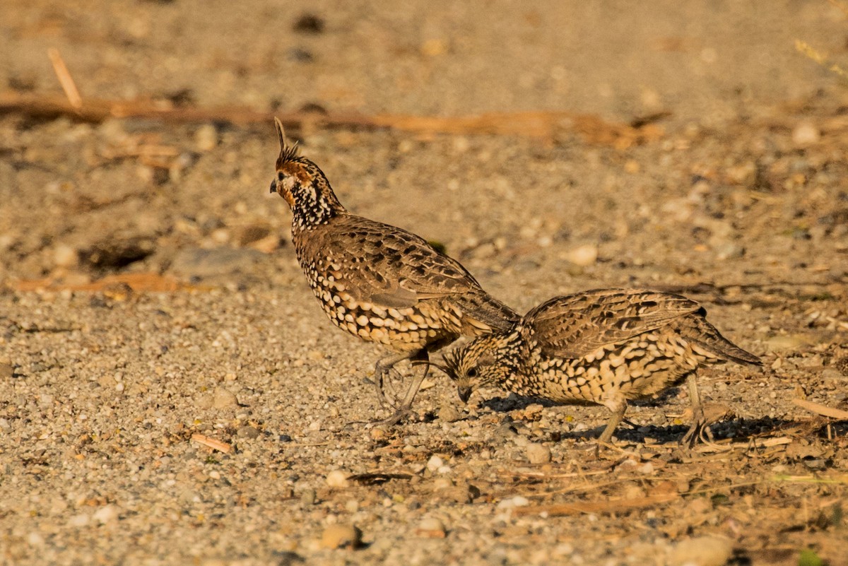 Crested Bobwhite - ML643159148