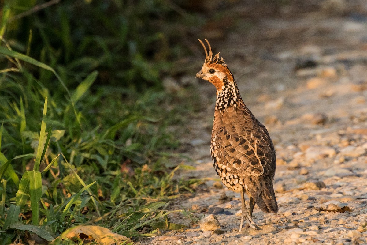 Crested Bobwhite - ML643159149