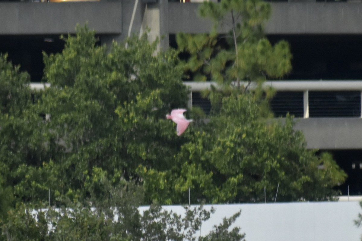 Roseate Spoonbill - ML643159181