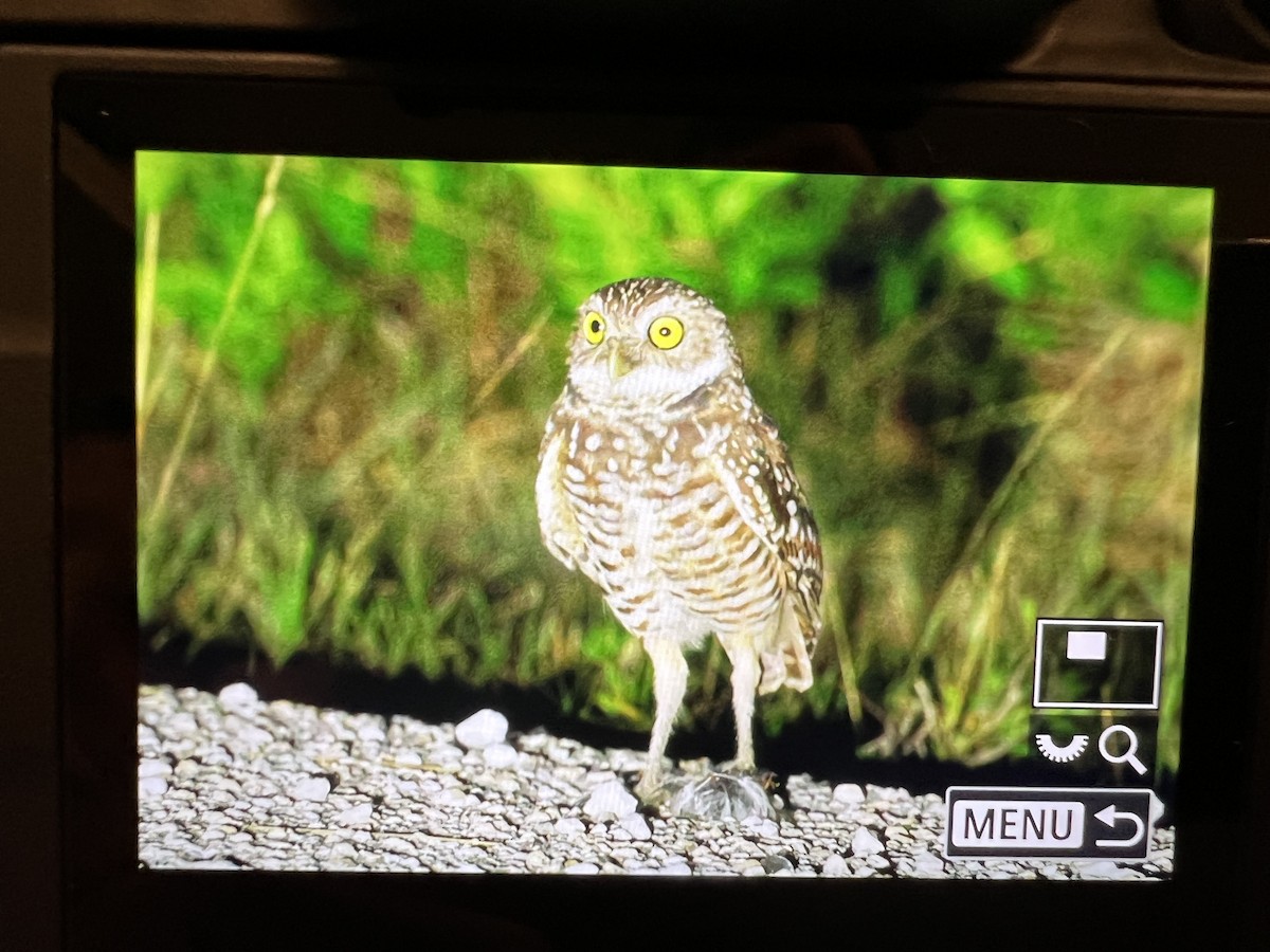 Burrowing Owl - ML643159207