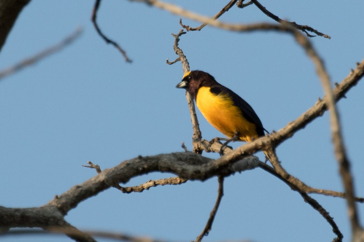 クロビタイスミレフウキンチョウ - ML643159213