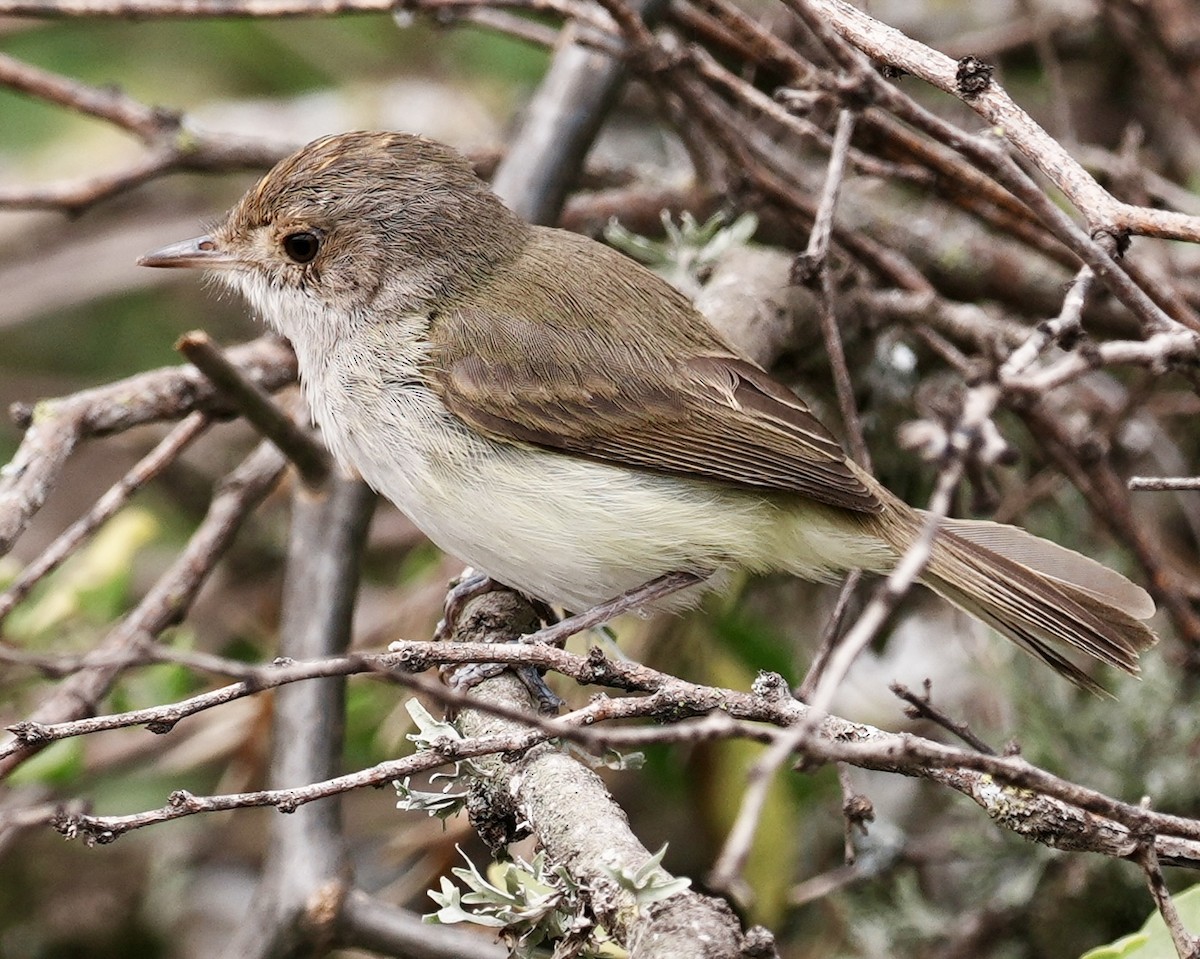 Fulvous-crowned Scrub-Tyrant - ML643159217