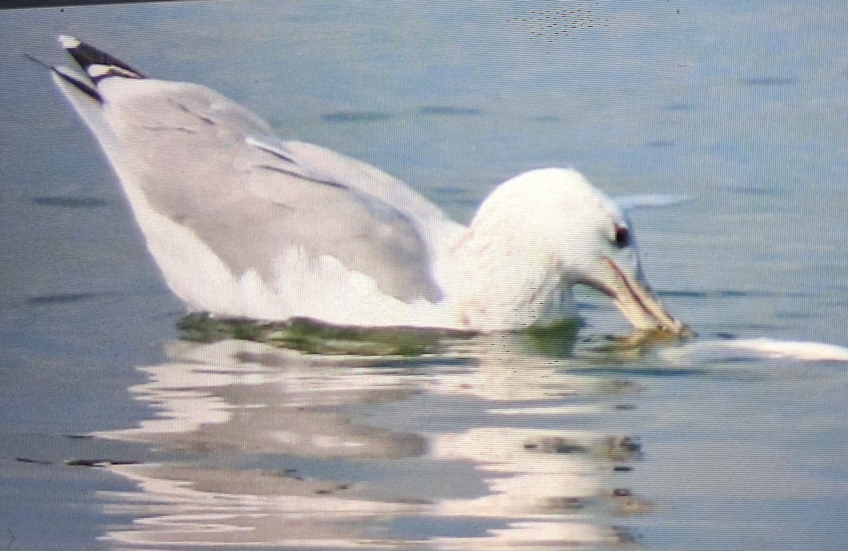 Caspian Gull - ML643159236