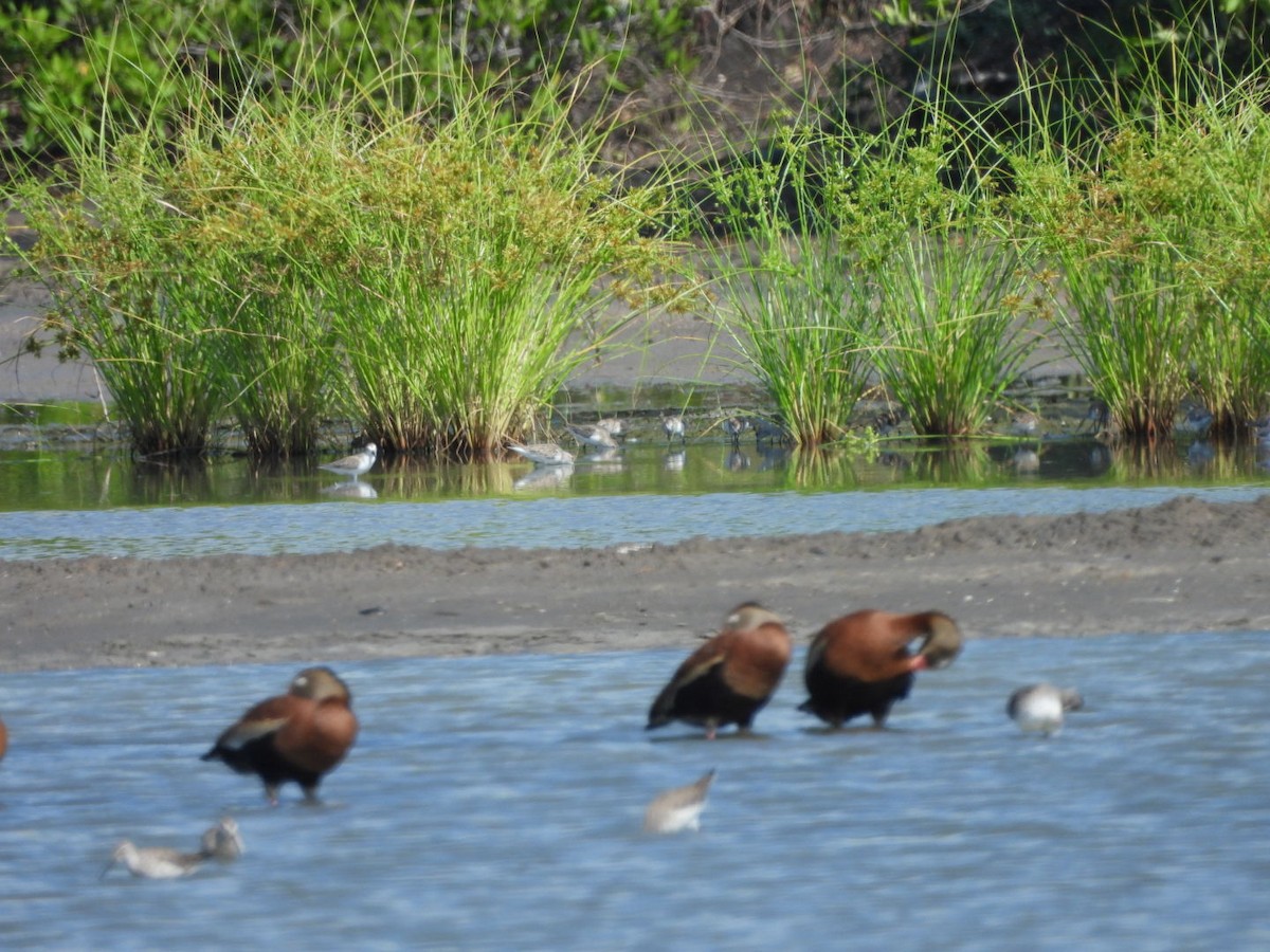 Black-bellied Whistling-Duck - ML643159257