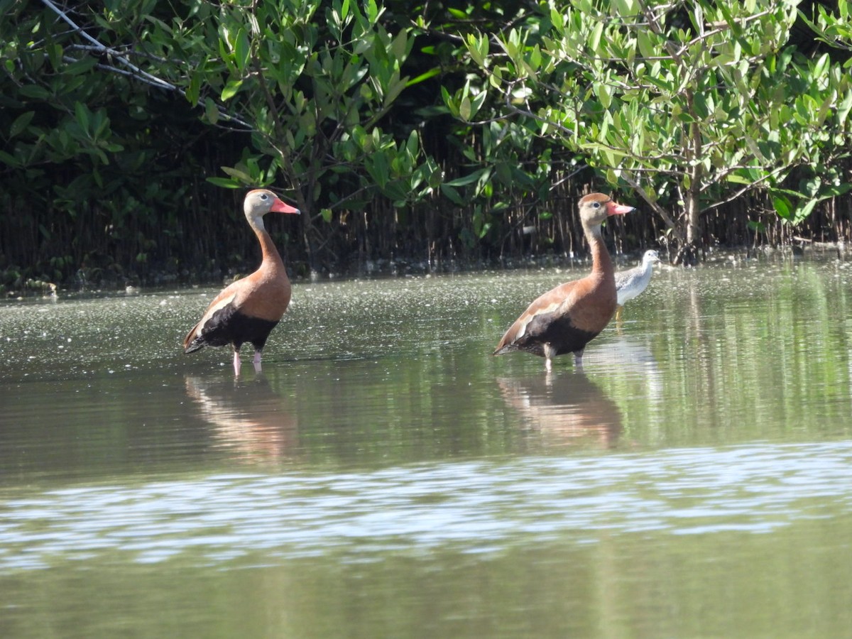 Black-bellied Whistling-Duck - ML643159258