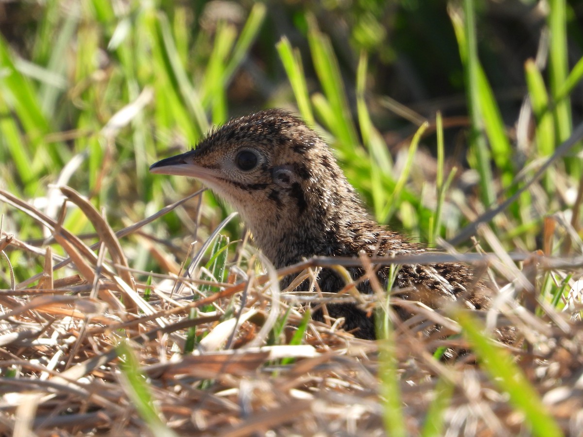 Spotted Nothura - ML643159265