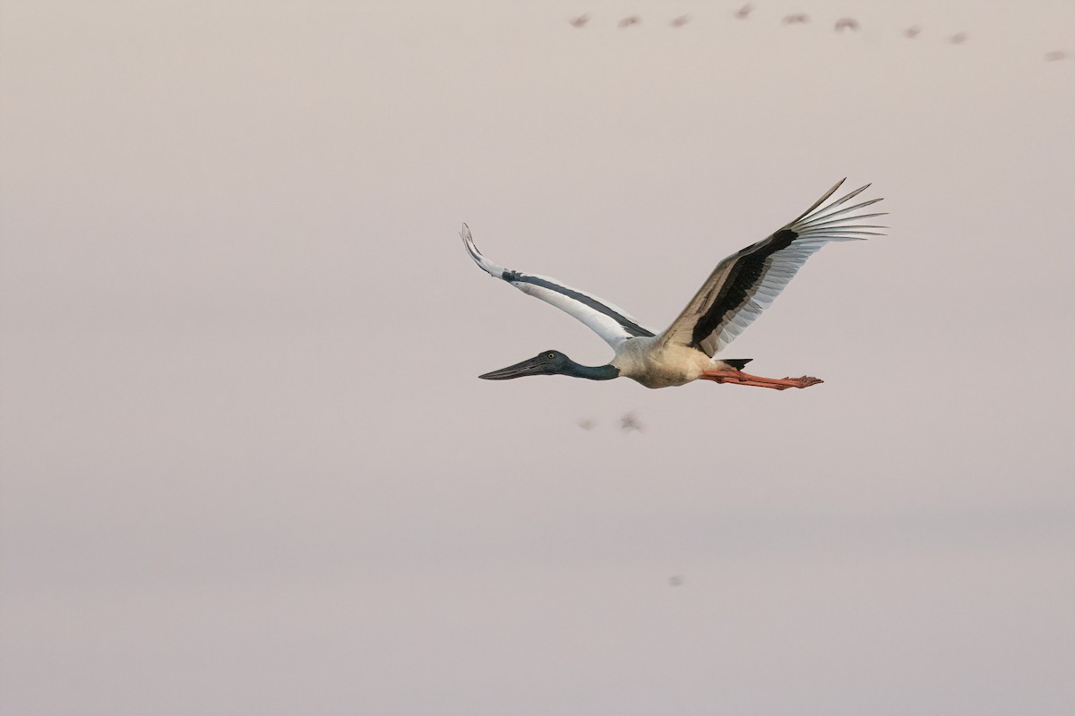 Jabiru d'Asie - ML643159271
