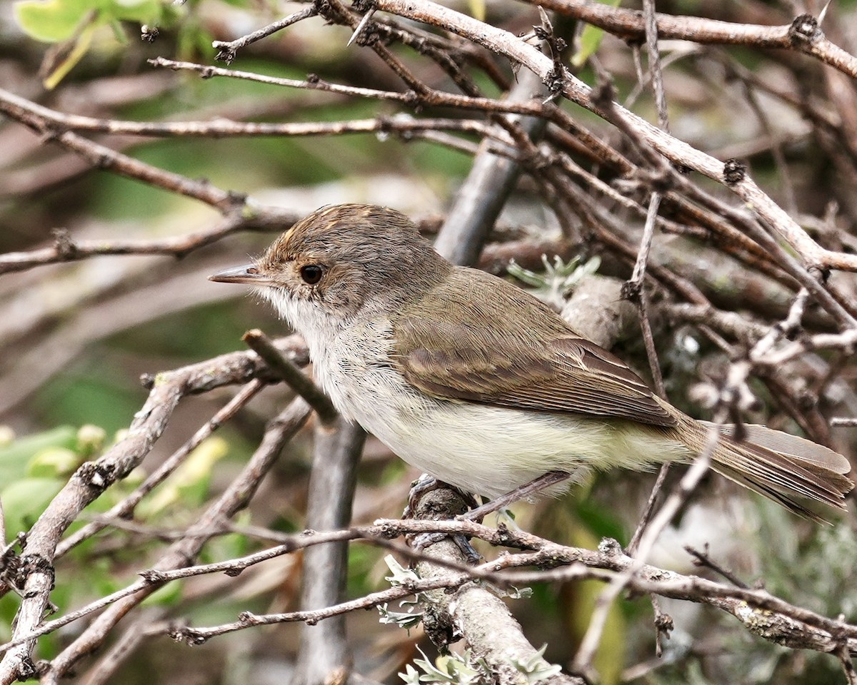 Fulvous-crowned Scrub-Tyrant - ML643159324