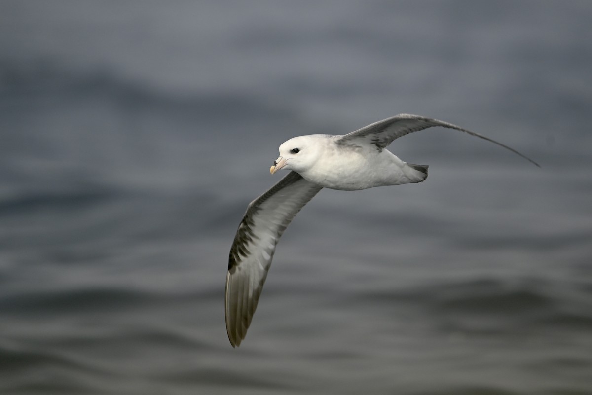 Northern Fulmar - ML643159326