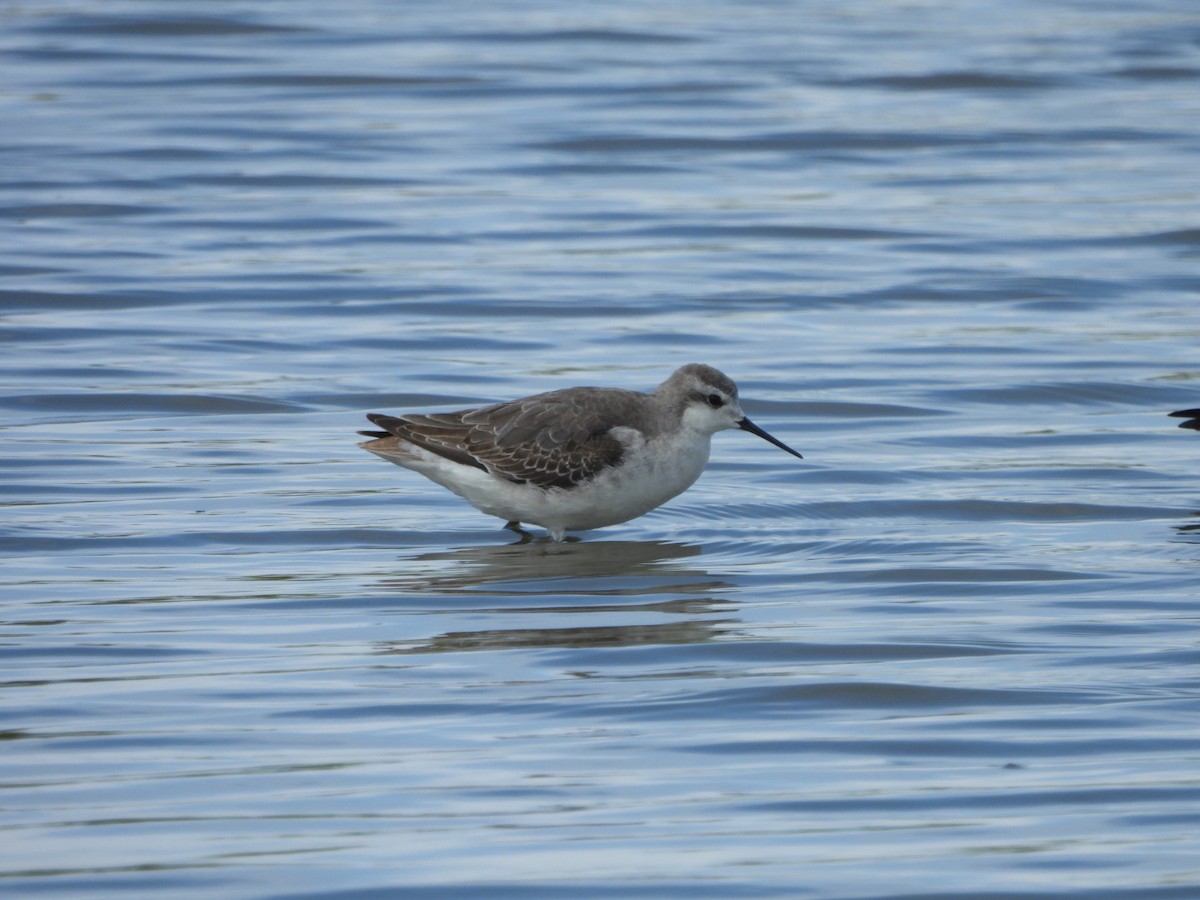 Wilson's Phalarope - ML643159343