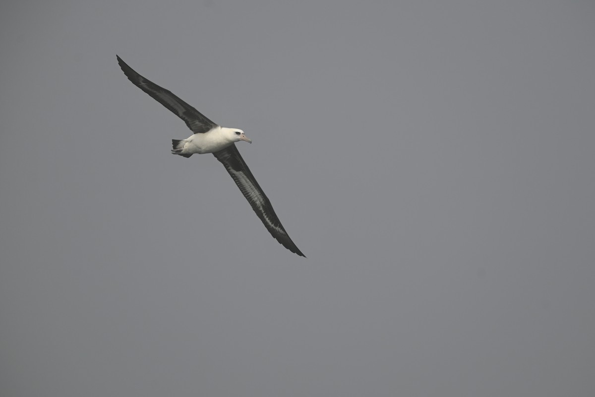 Laysan Albatross - ML643159345