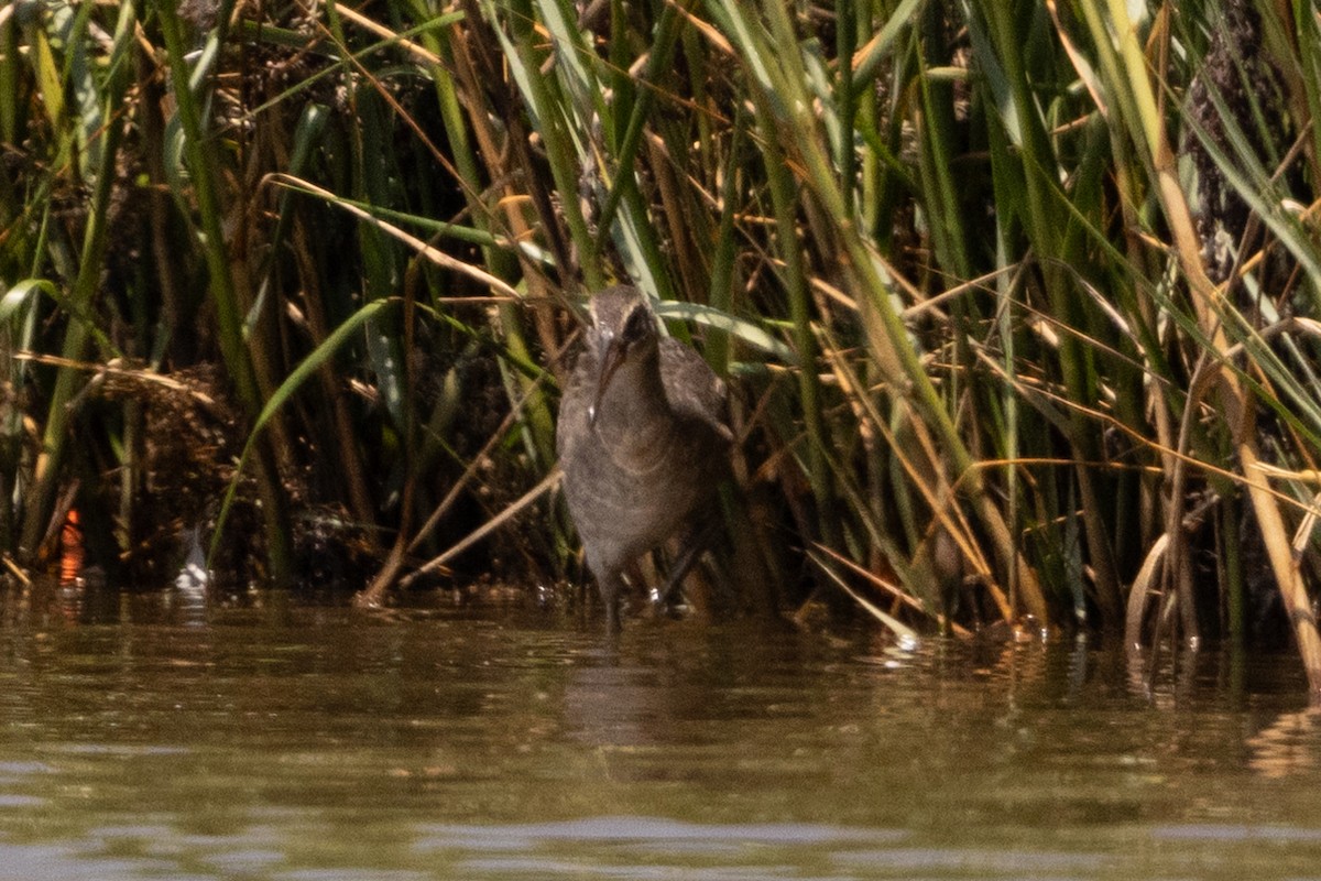 Clapper Rail - ML643159365