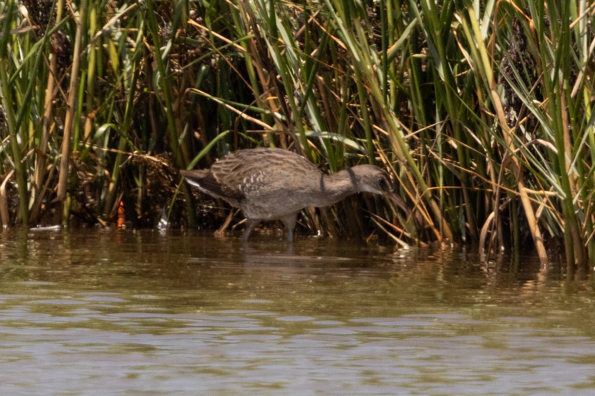 Clapper Rail - ML643159366