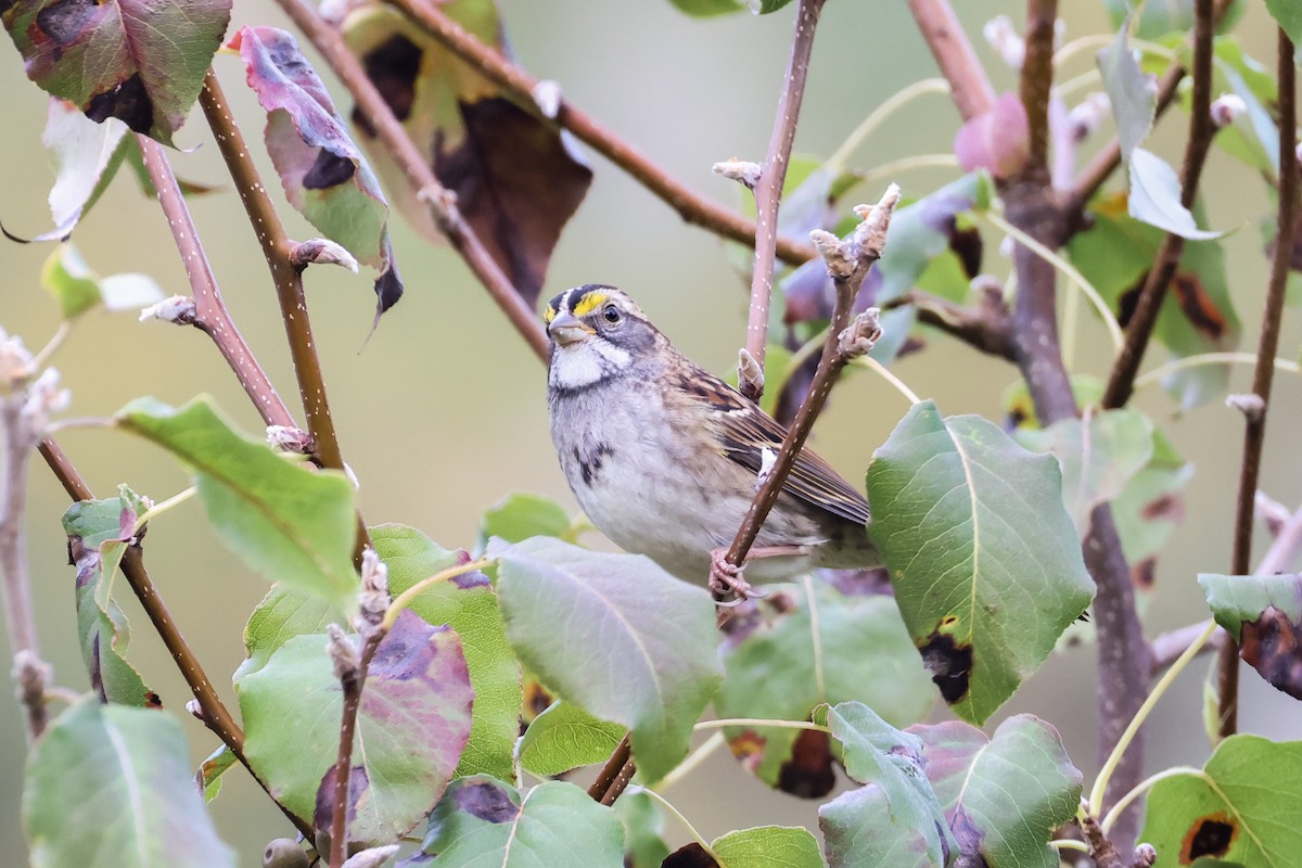 White-throated Sparrow - ML643159381