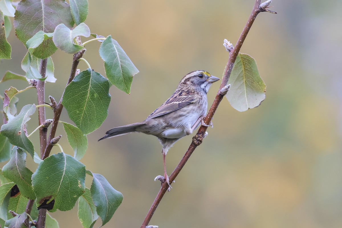 White-throated Sparrow - ML643159394