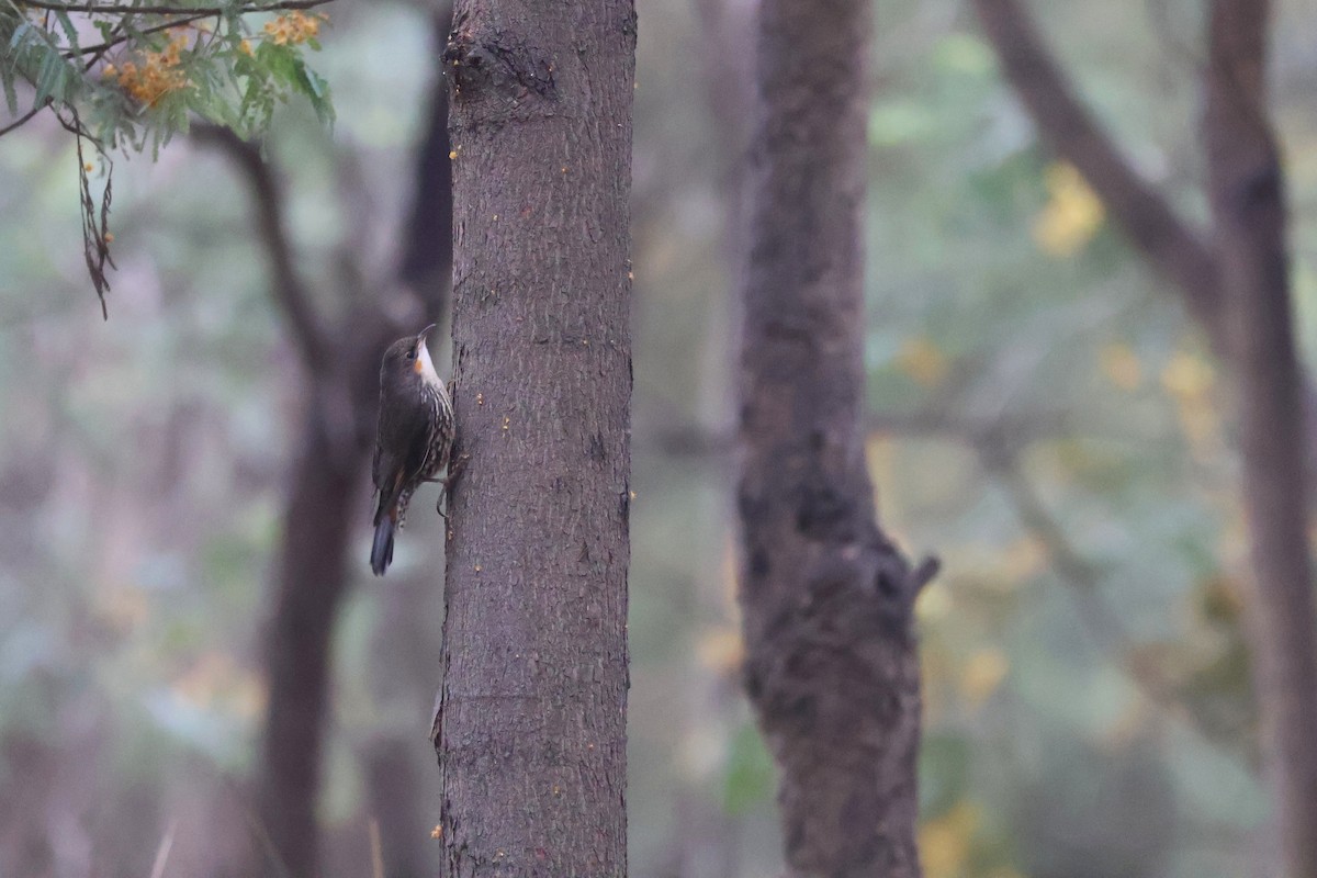 White-throated Treecreeper - ML643159396