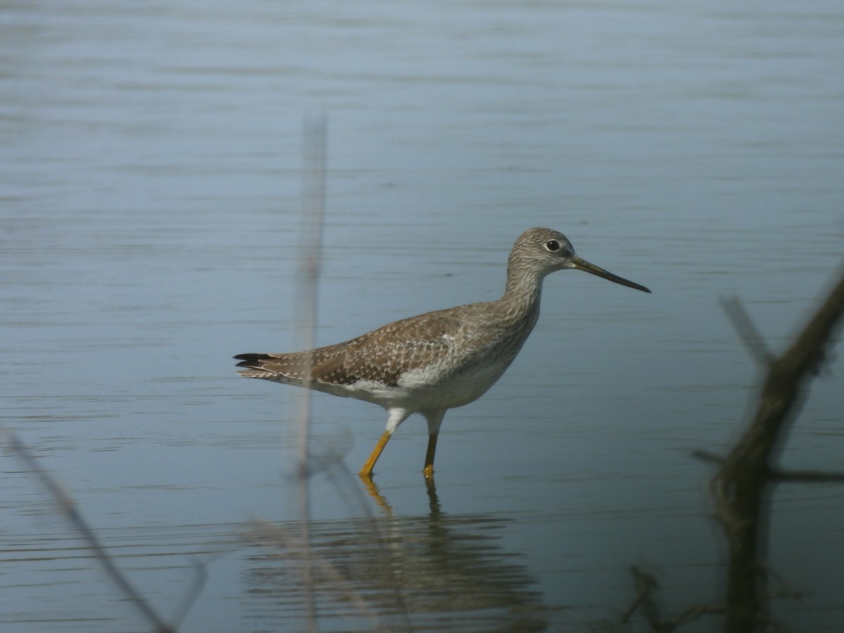 Greater Yellowlegs - ML643159405