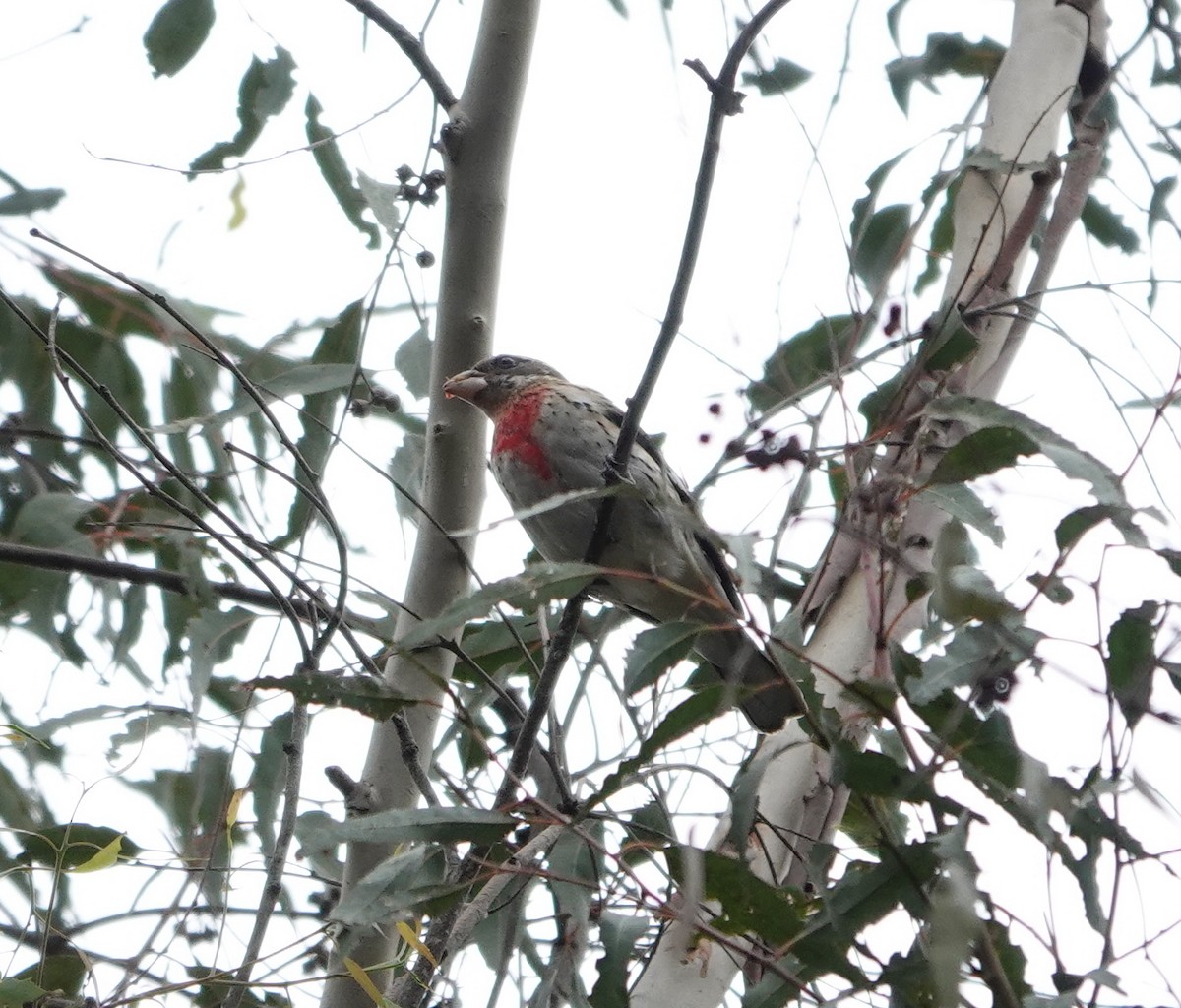 Rose-breasted Grosbeak - ML643159418