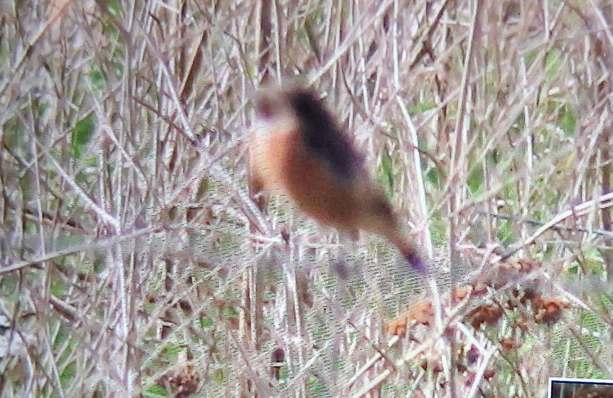 European Stonechat - ML643159422