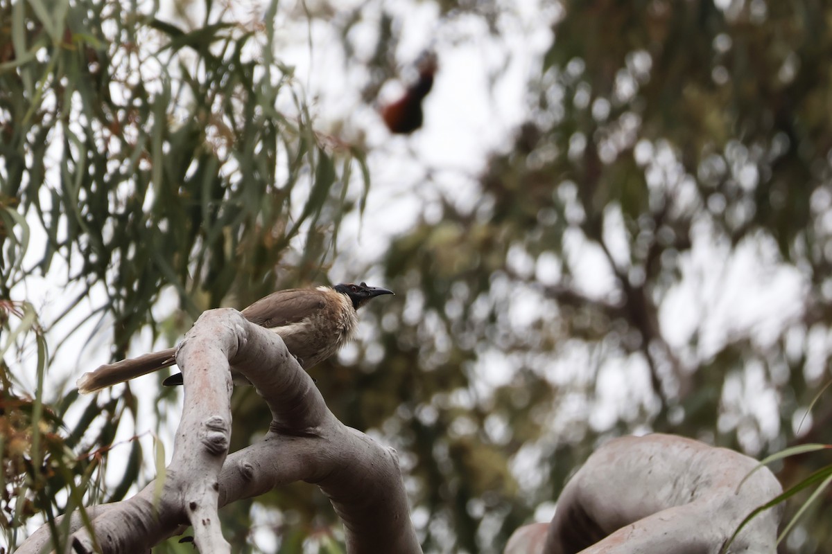 Noisy Friarbird - ML643159423