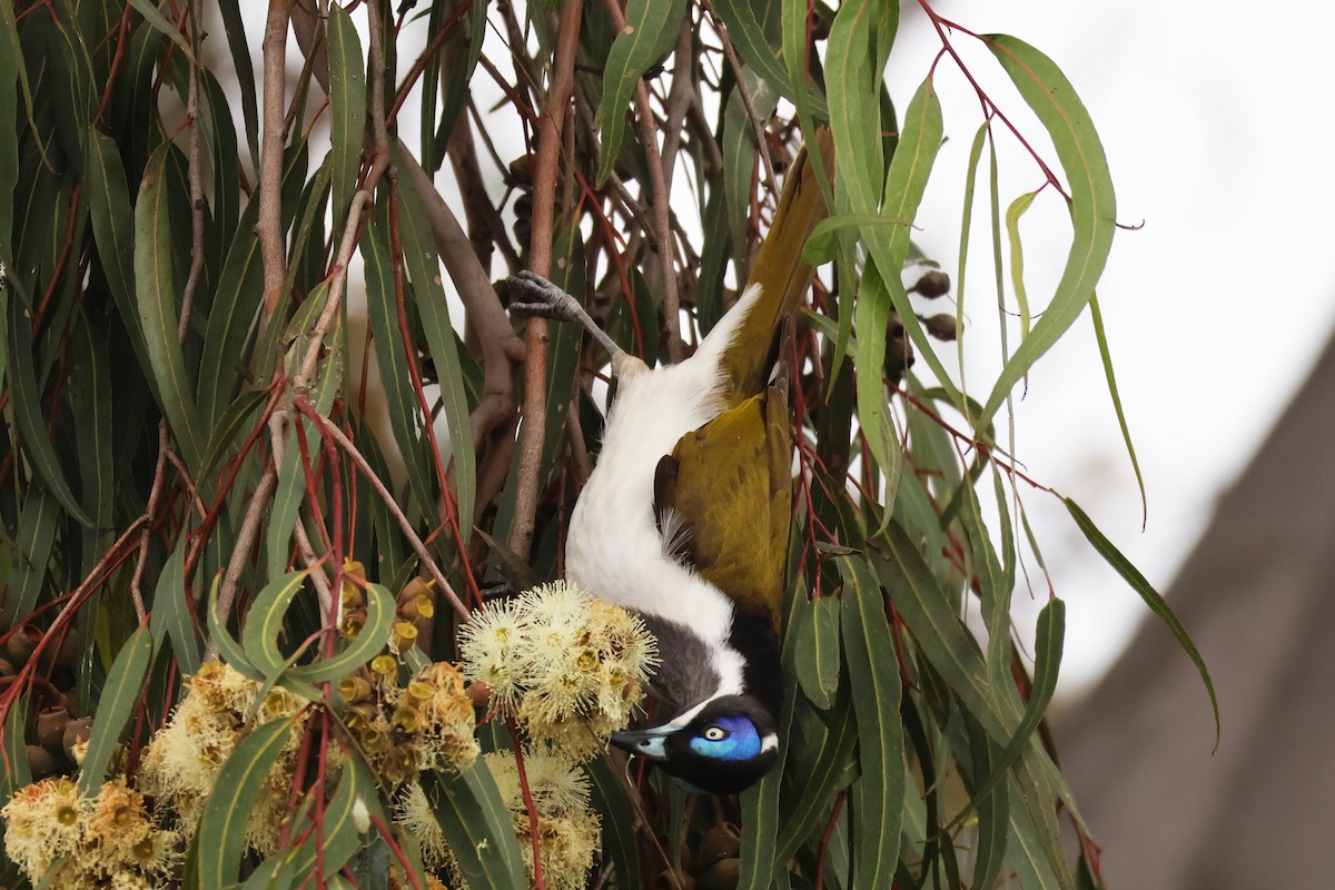 Blue-faced Honeyeater - ML643159425