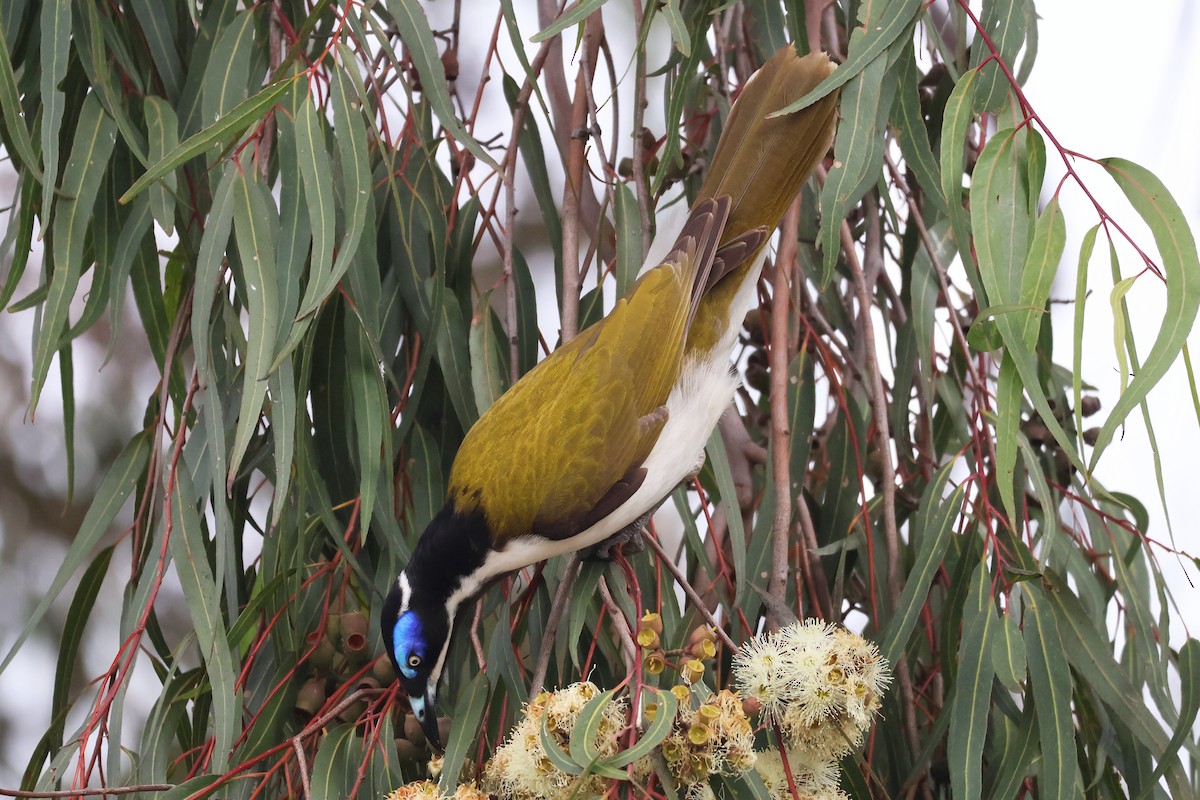 Blue-faced Honeyeater - ML643159426