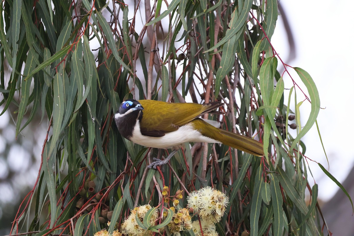 Blue-faced Honeyeater - ML643159428