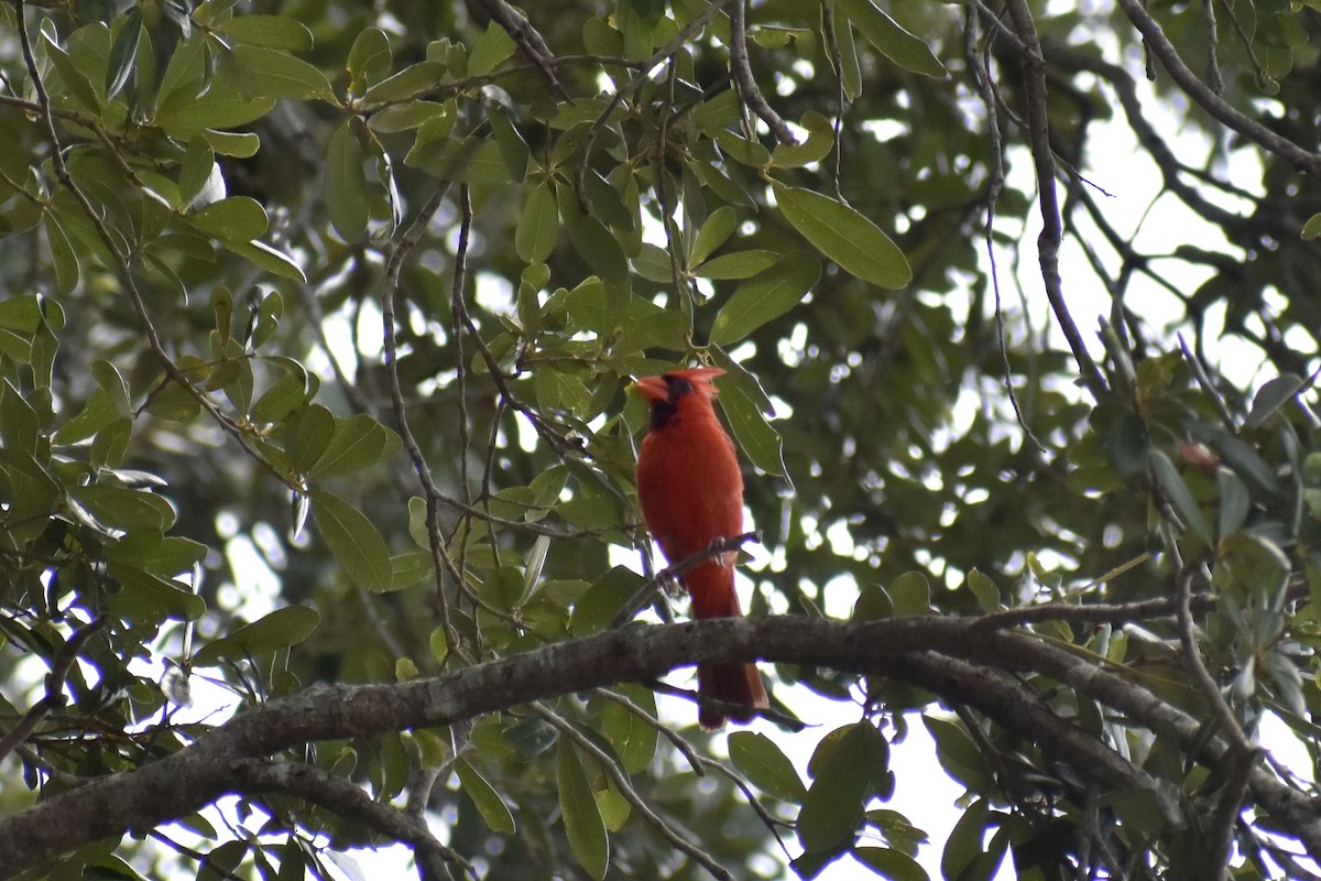 Northern Cardinal - ML643159429