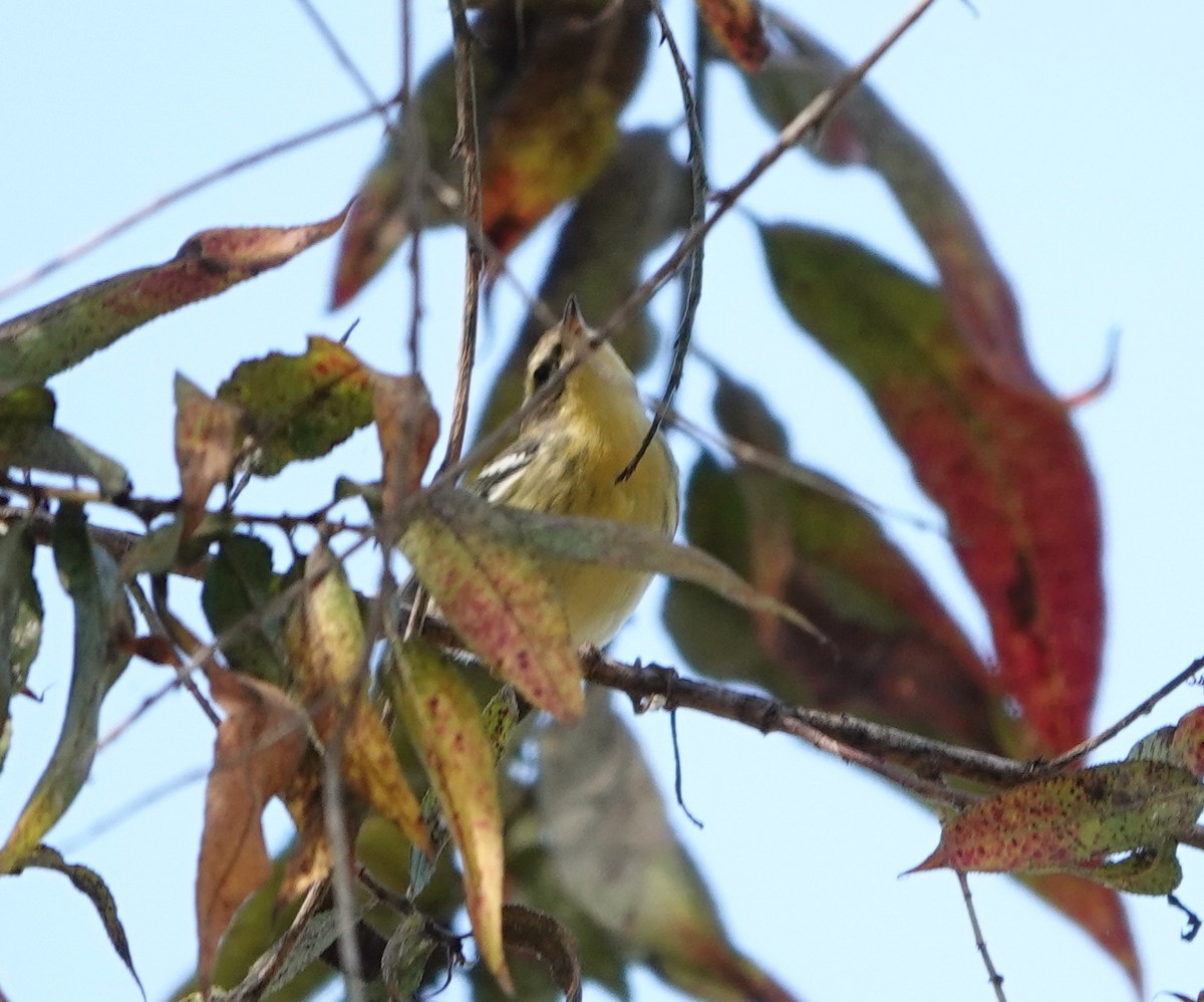 Blackburnian Warbler - ML643159431