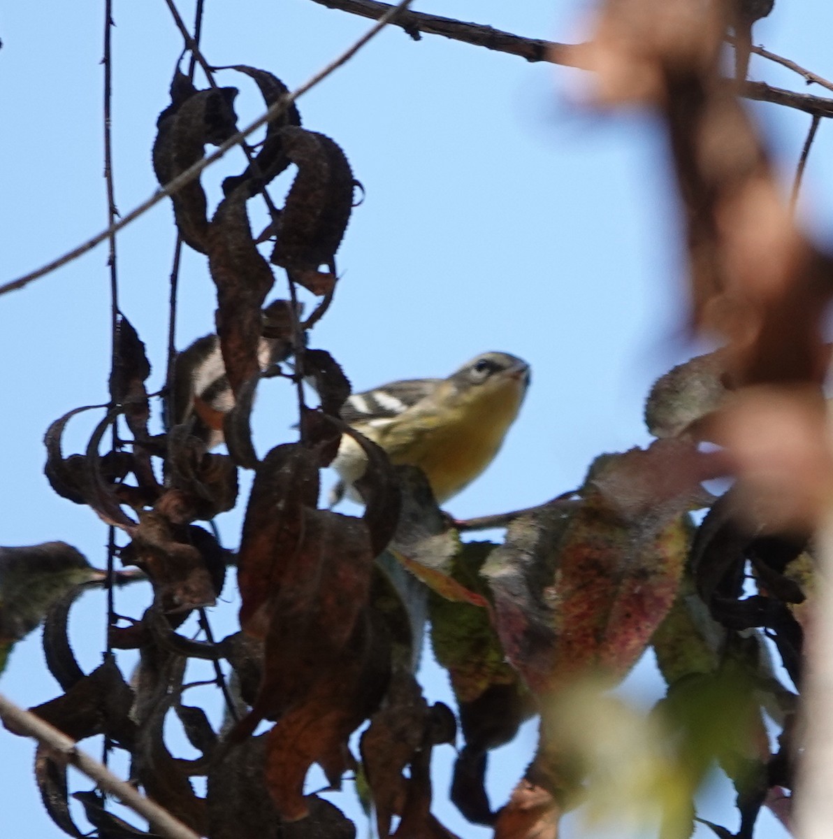 Blackburnian Warbler - ML643159432
