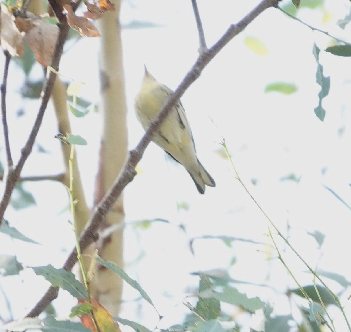 Blackburnian Warbler - ML643159433