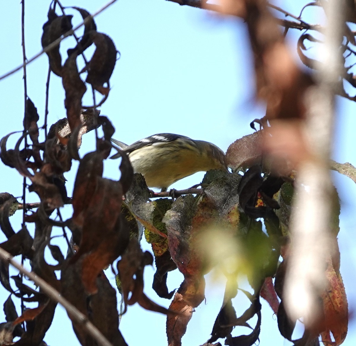 Blackburnian Warbler - ML643159436