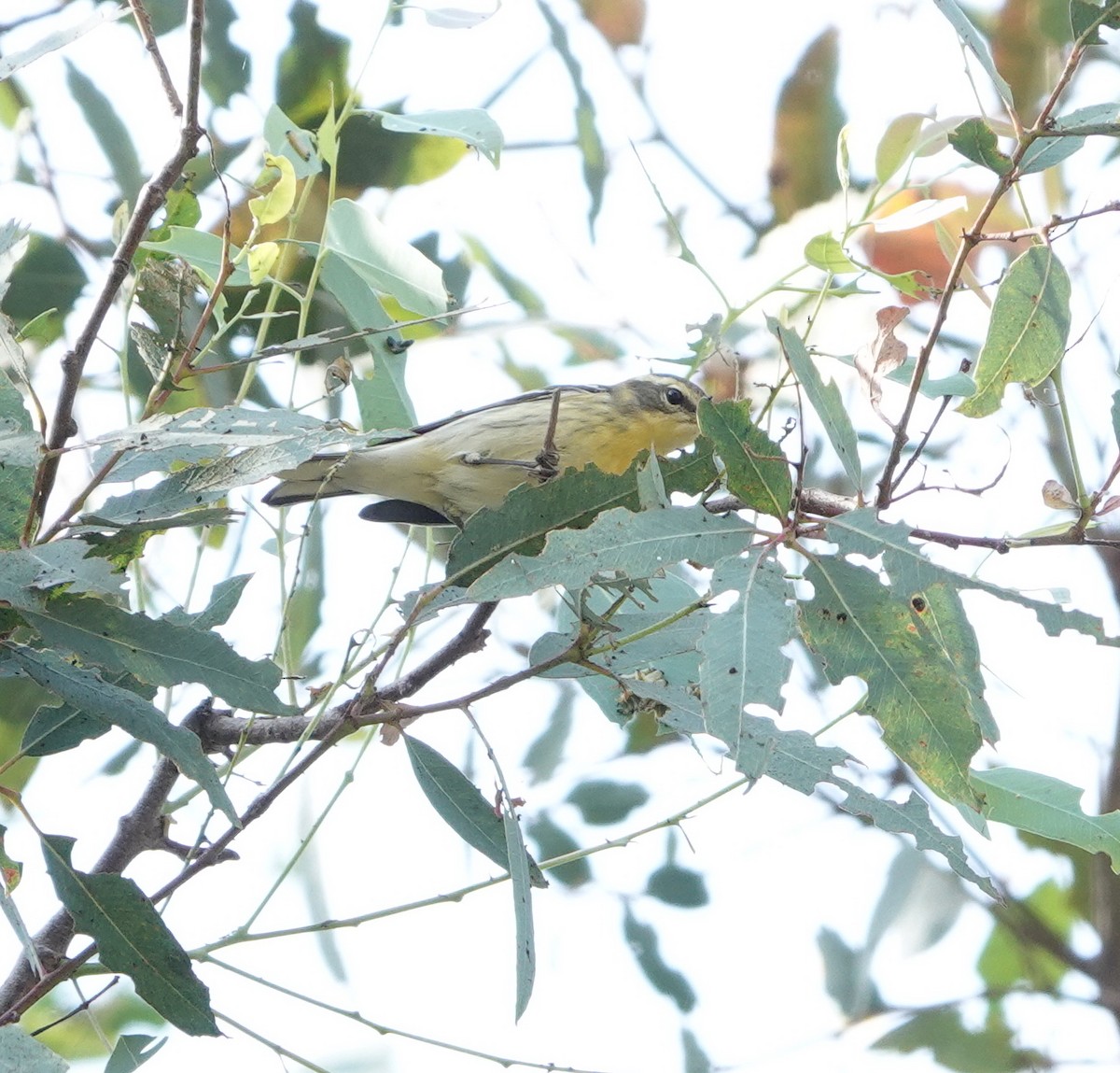 Blackburnian Warbler - ML643159438