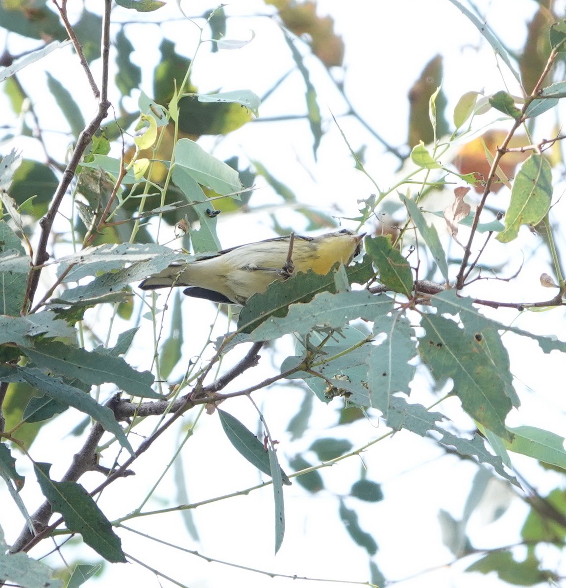 Blackburnian Warbler - ML643159439