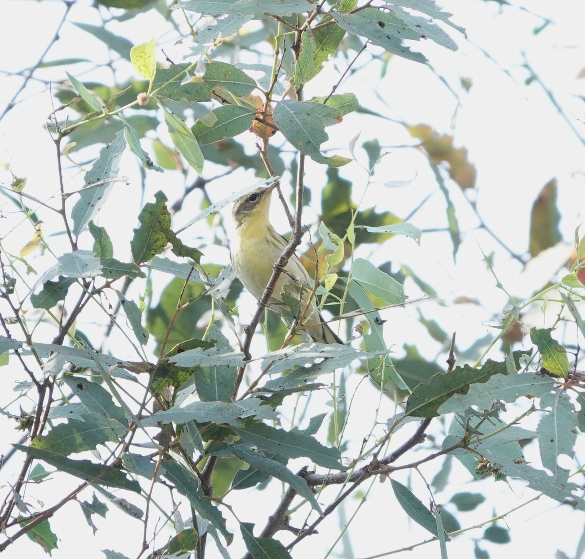 Blackburnian Warbler - ML643159440