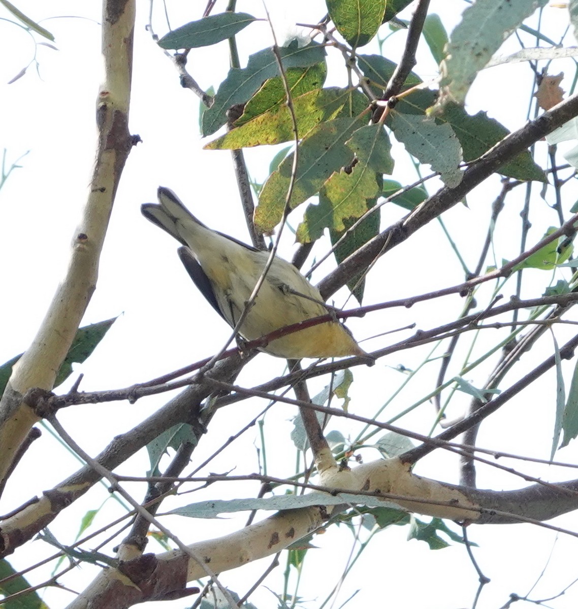 Blackburnian Warbler - ML643159441