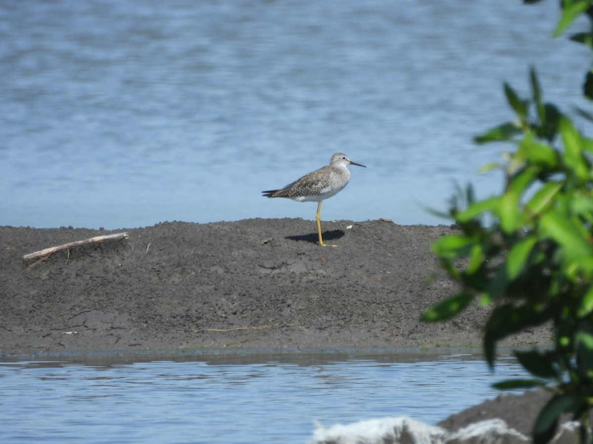 Lesser Yellowlegs - ML643159456
