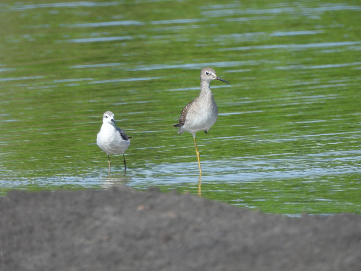Lesser Yellowlegs - ML643159457
