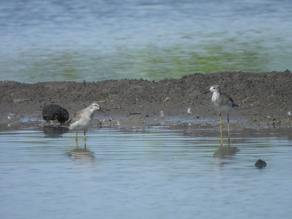 Lesser Yellowlegs - ML643159458
