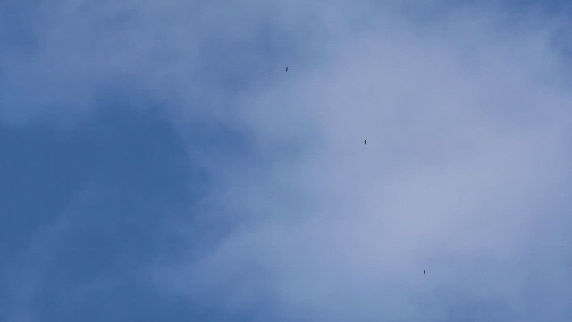 Red-tailed Hawk - ML643159474