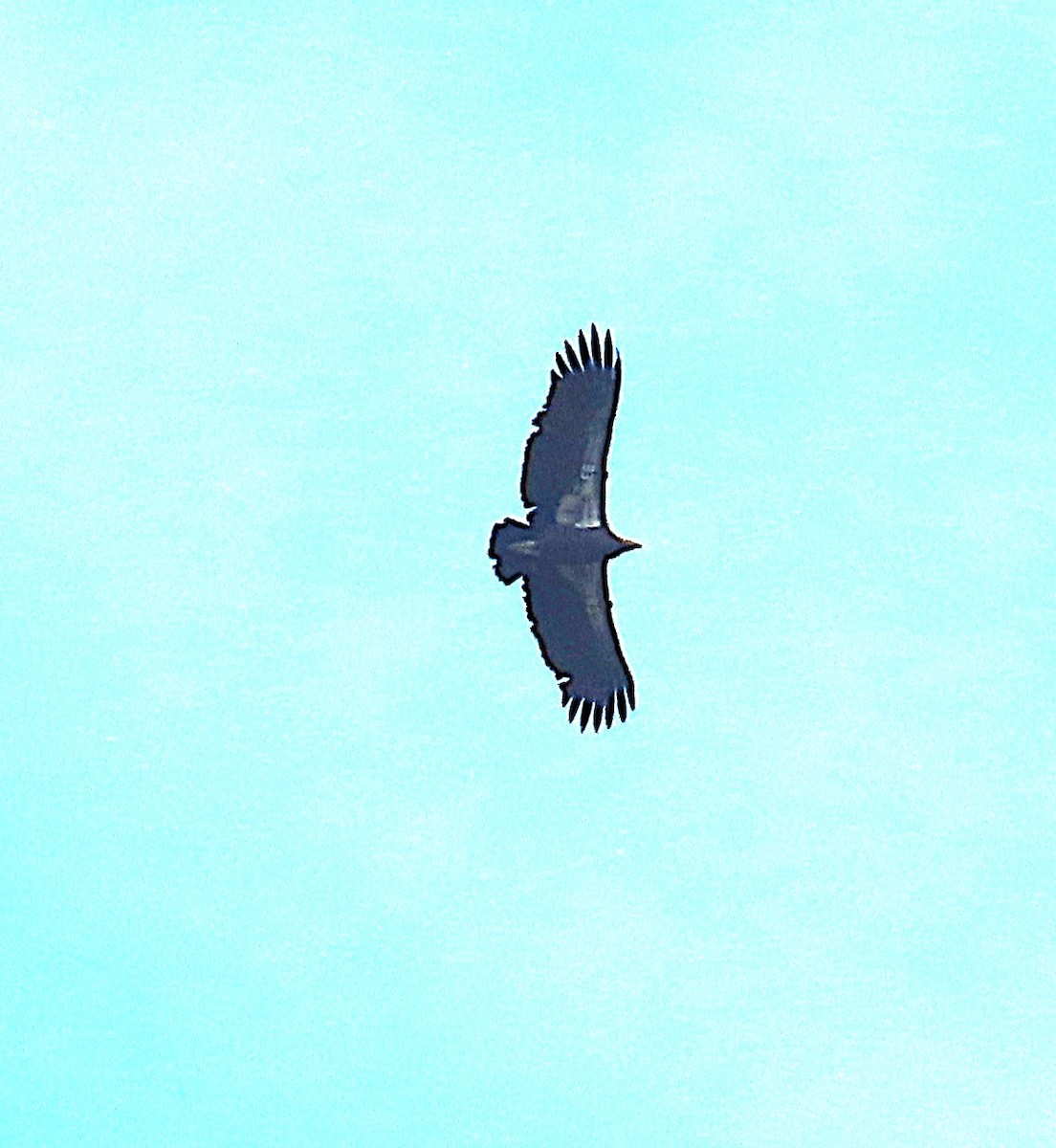 Condor de Californie - ML643159505