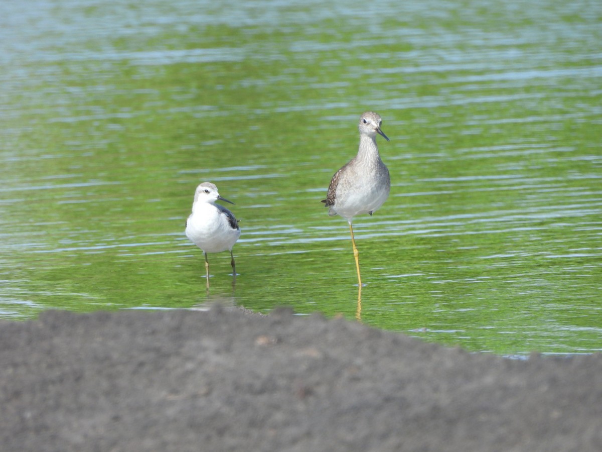 Stilt Sandpiper - ML643159525