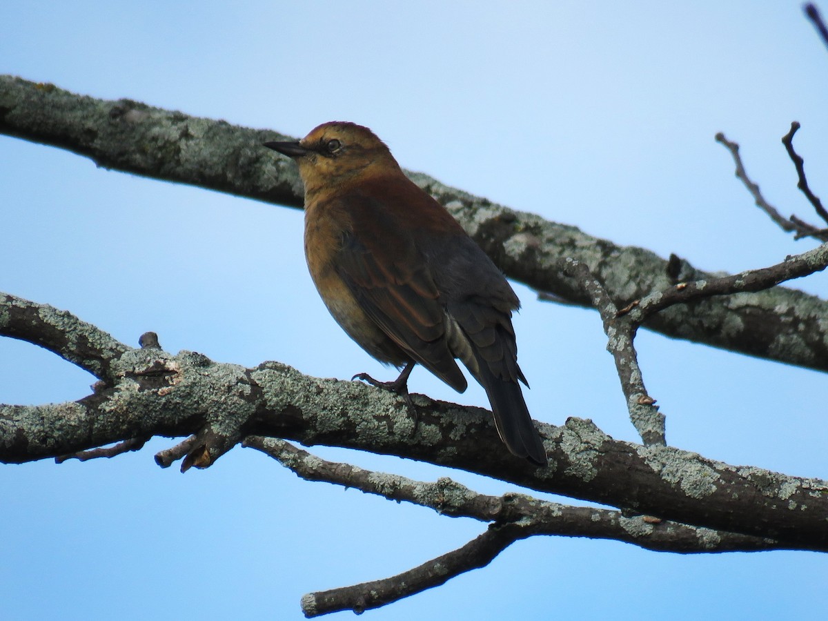 Rusty Blackbird - ML643159527