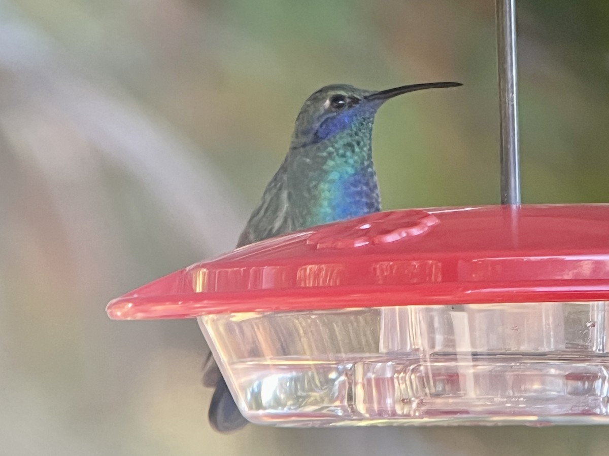 Mexican Violetear - ML643159572