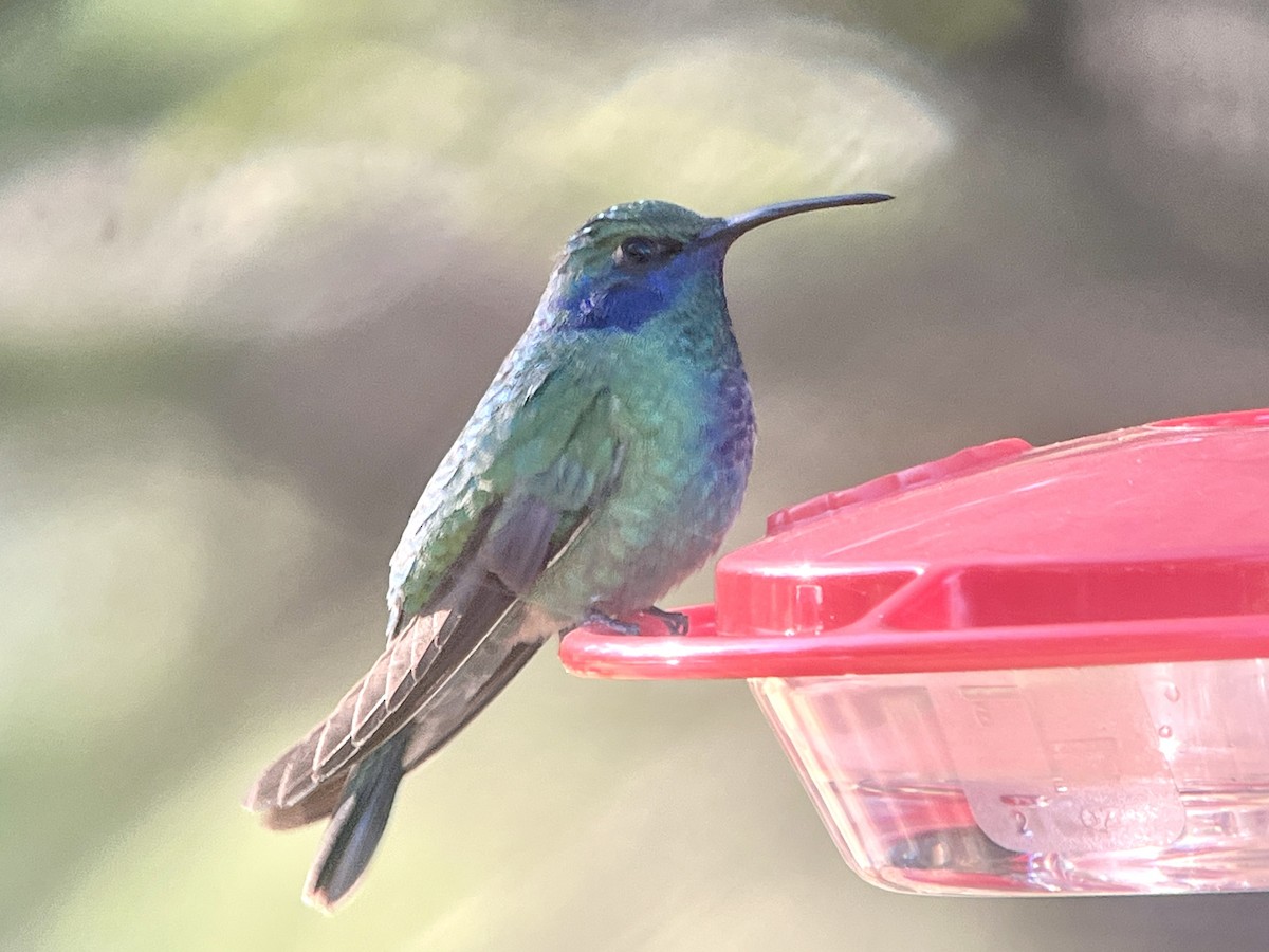 Mexican Violetear - ML643159574