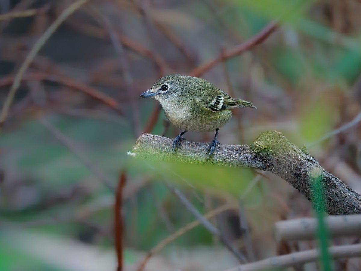 Vireo de Cassin - ML643159578