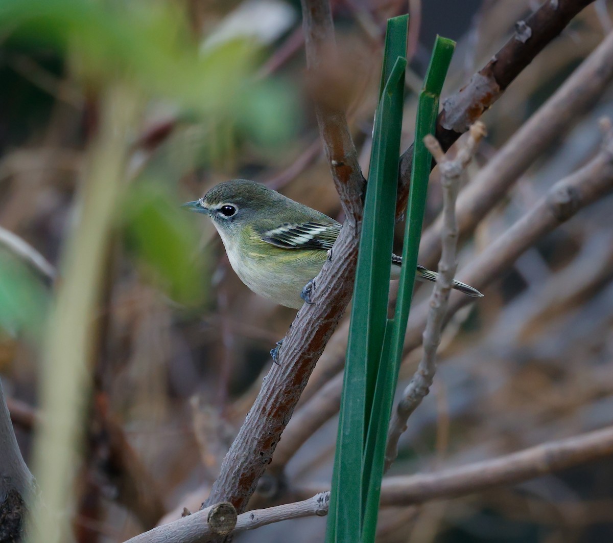 Vireo de Cassin - ML643159580