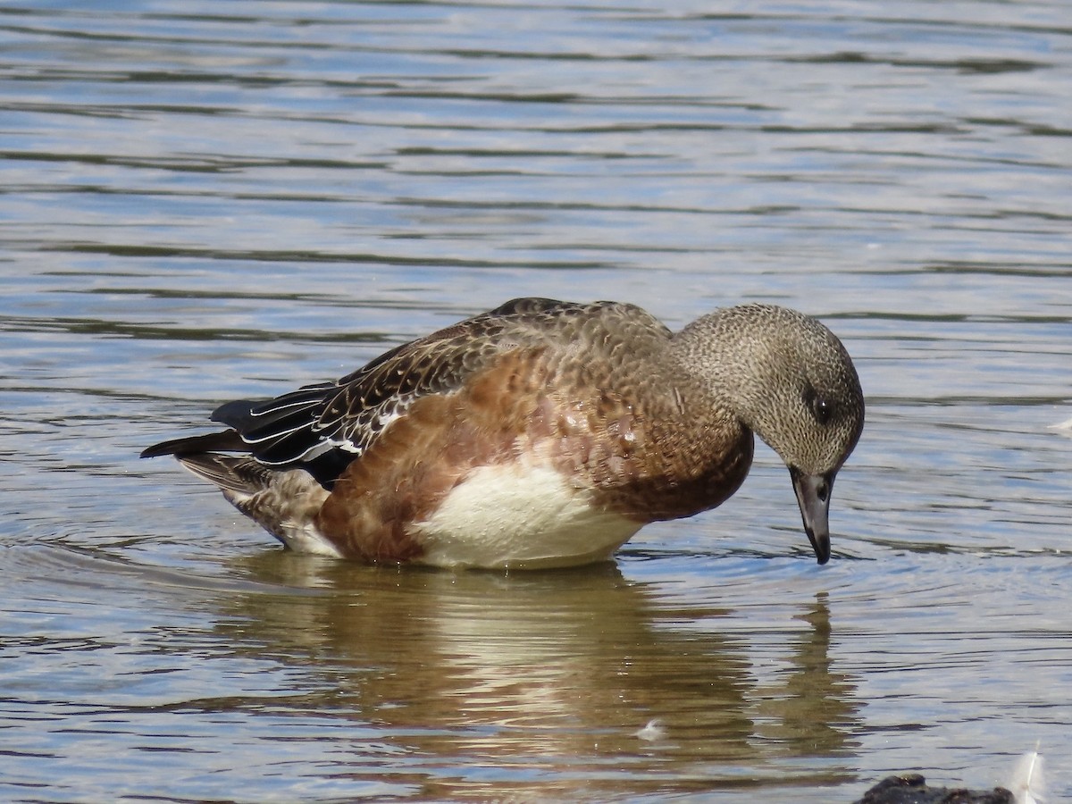 American Wigeon - ML643159585
